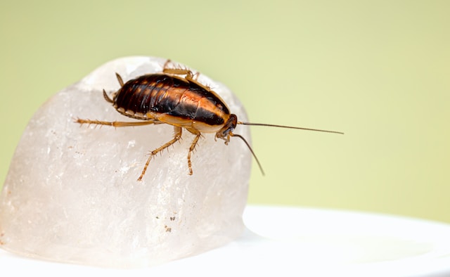 Can Pest Control Get Rid of Roaches?