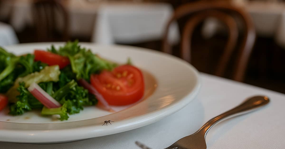 tiny ant on a plate with salad and tomatoe and fork, representing Haverstraw pest control and extermination needed
