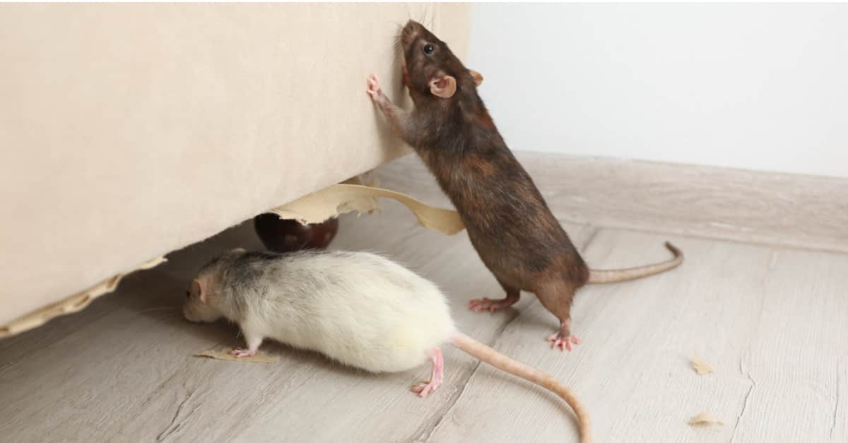 How To Deal With Rats In NYC Apartment Buildings