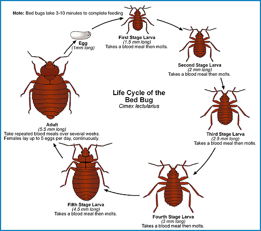 How to Find Bed Bugs in Mattress Seams and Bed Frames Quickly