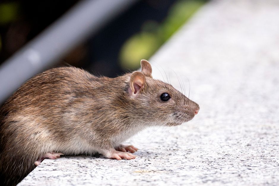 Are NYC Rats Actually Giant Mutants or Just Master Illusionists